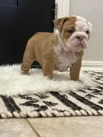 Lucy, a female English Bulldog for sale in Mustang, OK – Photo 2 of 4