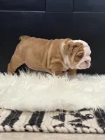 Lucy, a female English Bulldog for sale in Mustang, OK – Photo 1 of 4