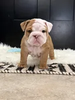 Lucy, a female English Bulldog for sale in Mustang, OK – Photo 3 of 4