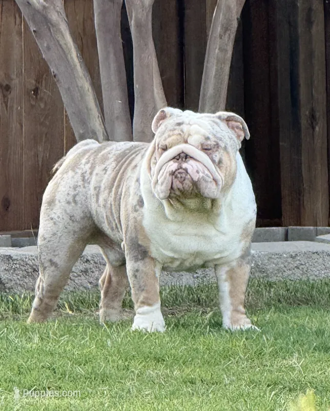 PacMan – English Bulldog puppy for sale in Mustang, OK