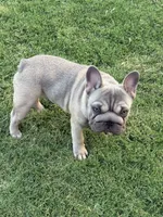 Trooper, a male French Bulldog for sale in Mustang, OK – 2 of 6