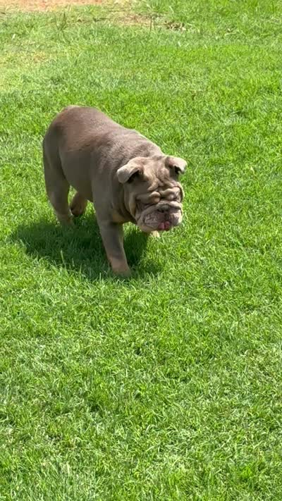 Lakley, a female English Bulldog for sale in Mustang, OK – 1 of 1