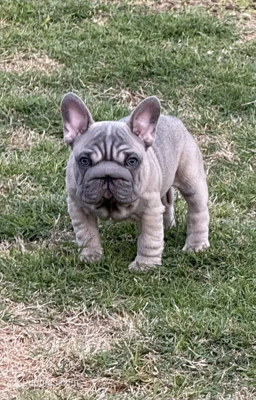 Trooper – French Bulldog puppy for sale in Mustang, OK
