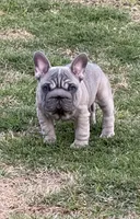 Trooper, a male French Bulldog for sale in Mustang, OK – 1 of 4