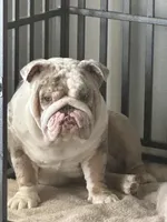 PacMan, a male English Bulldog for sale in Mustang, OK – Photo 3 of 3