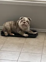 PacMan, a male English Bulldog for sale in Mustang, OK – Photo 2 of 3