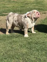 PacMan, a male English Bulldog for sale in Mustang, OK – Photo 1 of 3
