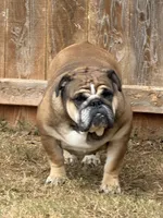 Bookie, a female English Bulldog for sale in Mustang, OK – Photo 1 of 2