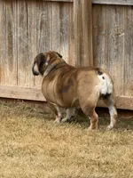 Bookie, a female English Bulldog for sale in Mustang, OK – Photo 2 of 2