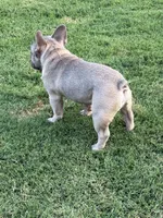 Trooper, a male French Bulldog for sale in Mustang, OK – 6 of 6
