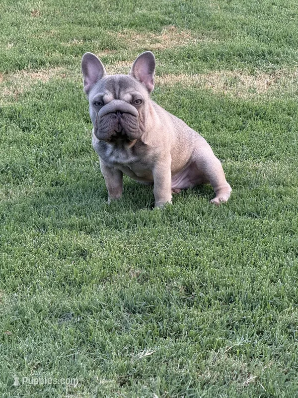 Trooper – French Bulldog puppy for sale in Mustang, OK