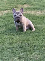 Trooper, a male French Bulldog for sale in Mustang, OK – 1 of 6