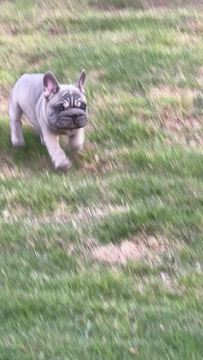 Trooper, a male French Bulldog for sale in Mustang, OK – 4 of 4