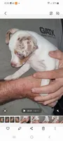 Harlequin boy 2, a male Miniature Pinscher for sale in Eldorado, TX – 2 of 3