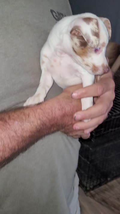 Harlequin boy 2, a male Miniature Pinscher for sale in Eldorado, TX – 3 of 3
