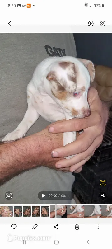 Harlequin boy 2 – Miniature Pinscher puppy for sale in Eldorado, TX