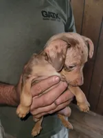 Harlequin boy 1, a male Miniature Pinscher for sale in Eldorado, TX – 3 of 4