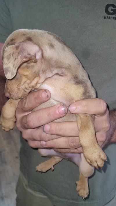 Harlequin boy 1, a male Miniature Pinscher for sale in Eldorado, TX – 4 of 4