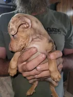 Harlequin boy 1, a male Miniature Pinscher for sale in Eldorado, TX – 2 of 4