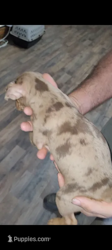 Harlequin boy 1 – Miniature Pinscher puppy for sale in Eldorado, TX