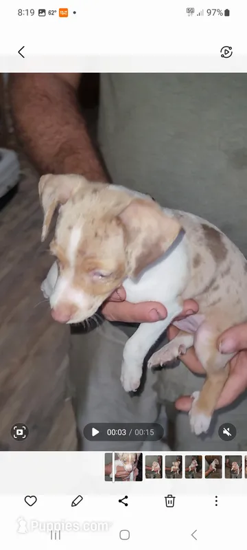 Harlequin boy 3 – Miniature Pinscher puppy for sale in Eldorado, TX