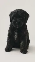 Blacky, a female Shihpoo for sale in Marietta, OH – 1 of 1
