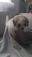 Marshmallow , a female Shihpoo for sale in Marietta, OH – 2 of 3
