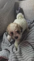 Marshmallow , a female Shihpoo for sale in Marietta, OH – 3 of 3