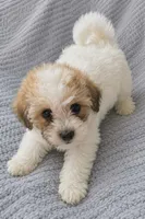 Marshmallow , a female Shihpoo for sale in Marietta, OH – 1 of 3