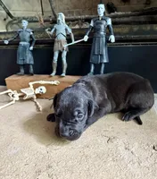 Grey collar male, a male Great Dane for sale in Indianapolis, IN – 3 of 3