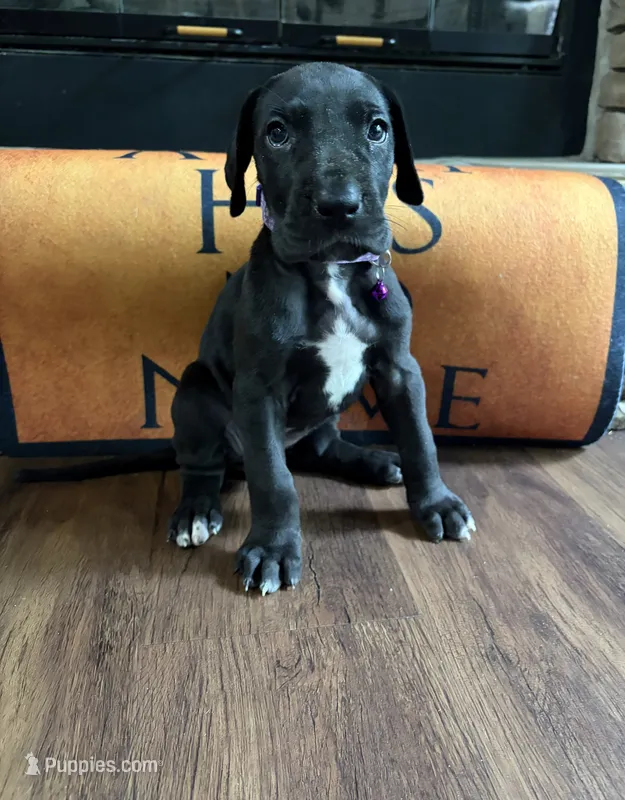 Purple collar female – Great Dane puppy for sale in Indianapolis, IN