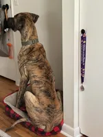 Jedi, a male Great Dane for sale in Indianapolis, IN – 3 of 4