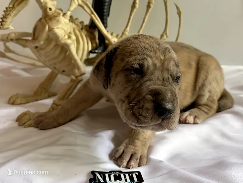 Merle male – Great Dane puppy for sale in Indianapolis, IN