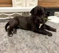 Green collar female, a female Great Dane for sale in Indianapolis, IN – 1 of 3