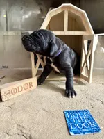 Purple collar female, a female Great Dane for sale in Indianapolis, IN – 1 of 3