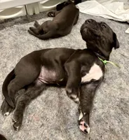 Green collar female, a female Great Dane for sale in Indianapolis, IN – 2 of 3
