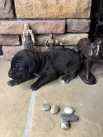 Purple collar female, a female Great Dane for sale in Indianapolis, IN – 2 of 3