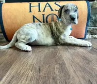 Merle male, a male Great Dane for sale in Indianapolis, IN – 1 of 2