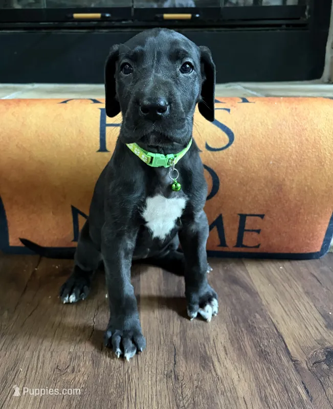Green collar female – Great Dane puppy for sale in Indianapolis, IN