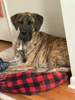 Jedi, a male Great Dane for sale in Indianapolis, IN – 4 of 4