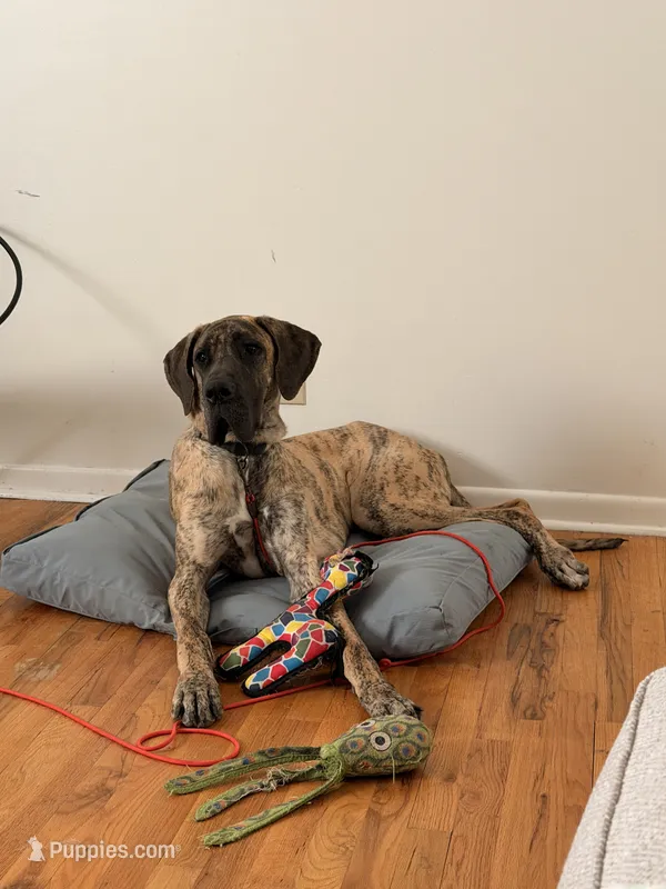 Jedi – Great Dane puppy for sale in Indianapolis, IN