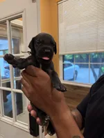Grey collar male, a male Great Dane for sale in Indianapolis, IN – 2 of 3