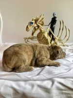 Merle male, a male Great Dane for sale in Indianapolis, IN – 2 of 2