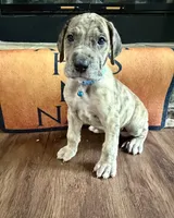 Merle male, a male Great Dane for sale in Indianapolis, IN – 2 of 2
