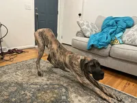 Jedi, a male Great Dane for sale in Indianapolis, IN – 2 of 4