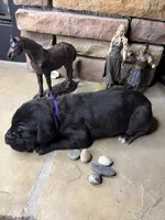Purple collar female, a female Great Dane for sale in Indianapolis, IN – 3 of 3