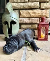Green collar female, a female Great Dane for sale in Indianapolis, IN – 3 of 3