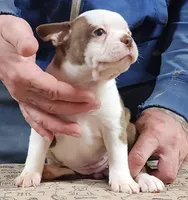 Chuby Girl (A), a female Boston Terrier for sale in Jamesville, NC – Photo 2 of 9