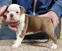 Chuby Girl (A), a female Boston Terrier for sale in Jamesville, NC – Photo 3 of 9