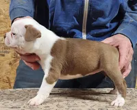 Chuby Girl (A), a female Boston Terrier for sale in Jamesville, NC – Photo 7 of 9